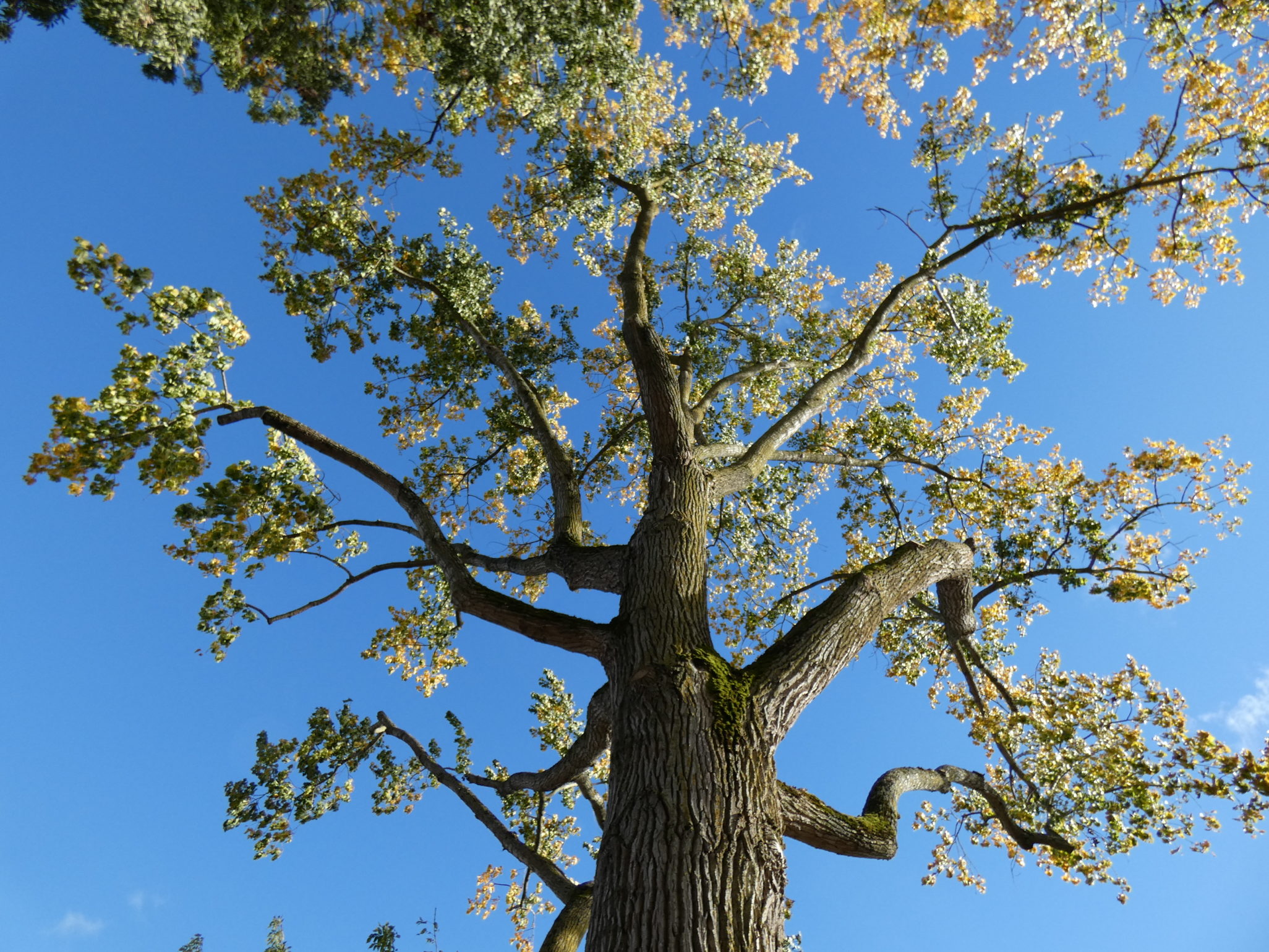 inventaire et diagnostic A comme Arbre