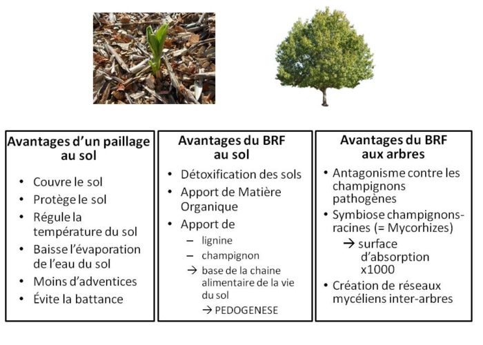 schema avantages du BRF